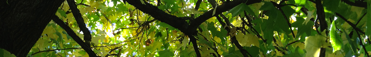 Biologia, Rimedi Naturali, natura, fiori e piante, naturapatia, Alimentazione, Nutrizione, Nutrizionista, Dieta, Rimedi Naturali, Donna, Gravidanza, feto, Nuova Era, malattia, lipidi, saturi, monoinsaturi, polinsaturi, proteine, carboidrati, margarina,  placche ateromasiche, lipidi essenziali, vitamina F, mediatori flogistici, tessuto nervoso, prostaglandine, PGE 2, Morbo di Crohn, poliartrite reumatodide, reumatismi infiammatori, Basedow, sclerosi a placche, piante, oli essenziali, cosmesi, integratori, asma, orticaria, eczema, artrite, embolia, aterosclerosi, infarto al miocardio, trombosi,  mastopatie, diabete, obesità, sistema nervoso centrale, morbo di Parkinson, schizofrenia, depressione, sterilità, coppie, malformazioni congenite, Bambino, ecografia, sensi