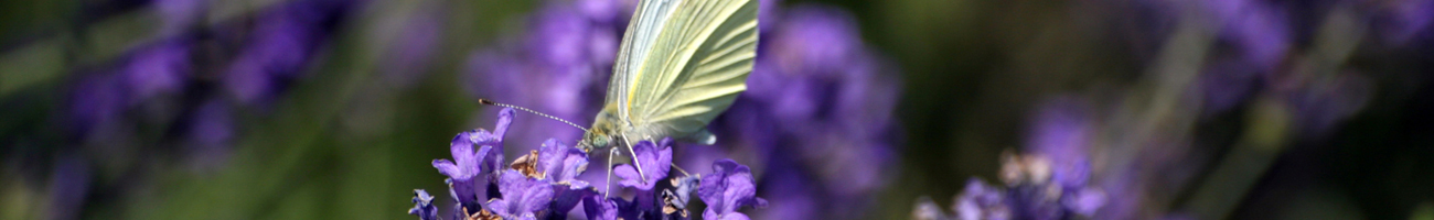 Biologia, Rimedi Naturali, natura, fiori e piante, naturapatia, Alimentazione, Nutrizione, Nutrizionista, Dieta, Rimedi Naturali, Donna, Gravidanza, feto, Nuova Era, malattia, lipidi, saturi, monoinsaturi, polinsaturi, proteine, carboidrati, margarina,  placche ateromasiche, lipidi essenziali, vitamina F, mediatori flogistici, tessuto nervoso, prostaglandine, PGE 2, Morbo di Crohn, poliartrite reumatodide, reumatismi infiammatori, Basedow, sclerosi a placche, piante, oli essenziali, cosmesi, integratori, asma, orticaria, eczema, artrite, embolia, aterosclerosi, infarto al miocardio, trombosi,  mastopatie, diabete, obesità, sistema nervoso centrale, morbo di Parkinson, schizofrenia, depressione, sterilità, coppie, malformazioni congenite, Bambino, ecografia, sensi